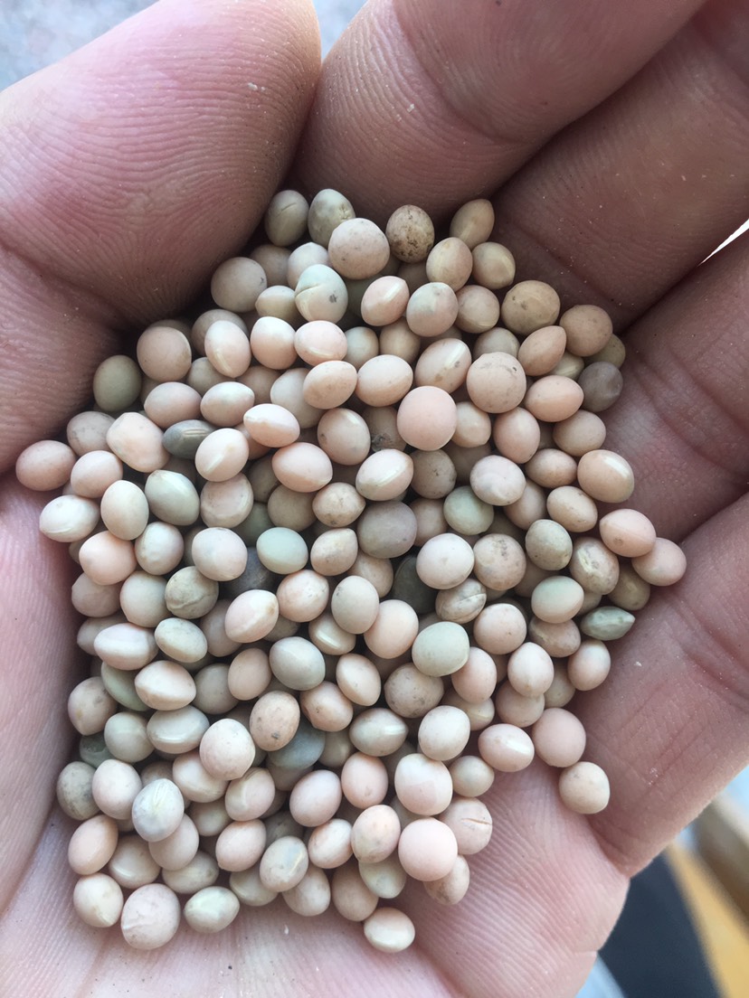19年新货箭舌豆