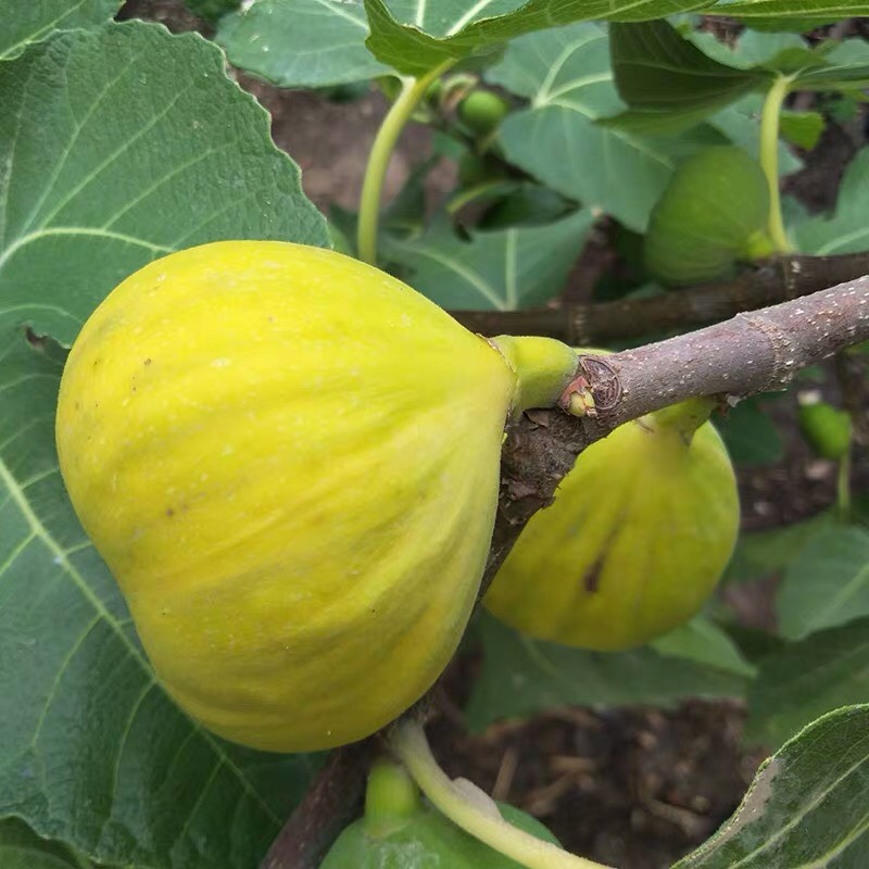 可盆栽地栽果树苗 无花果苗 新疆早黄无花果树苗丰产黄无花果苗