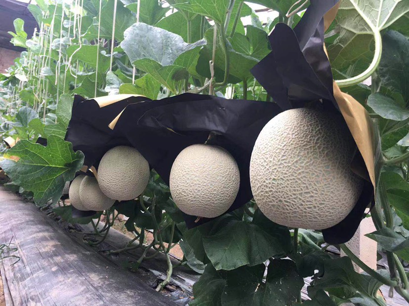 高端 粗网纹 网纹瓜 日本品种