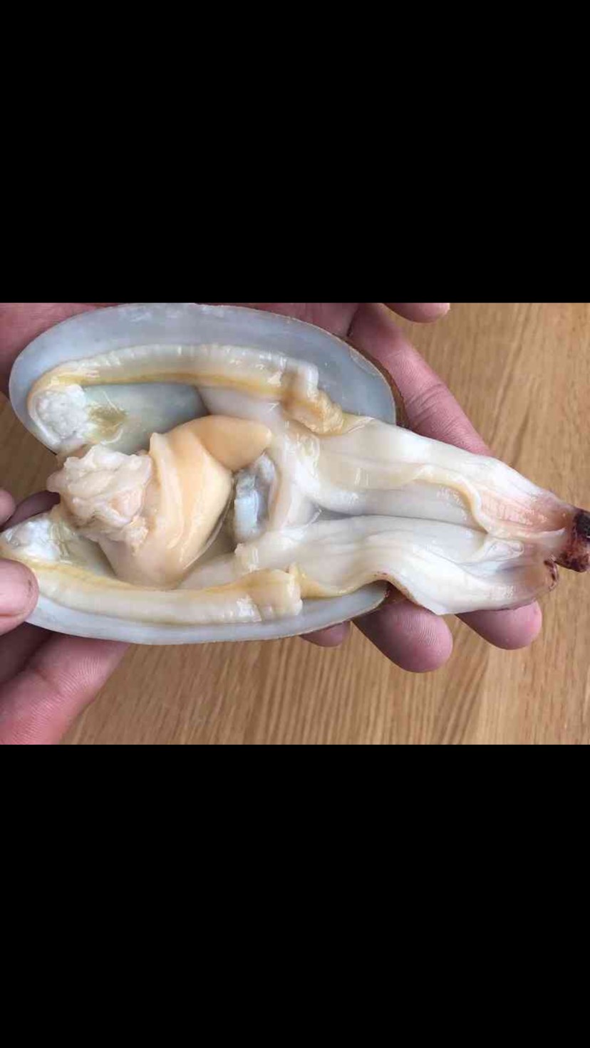 象拔蚌 小象抜