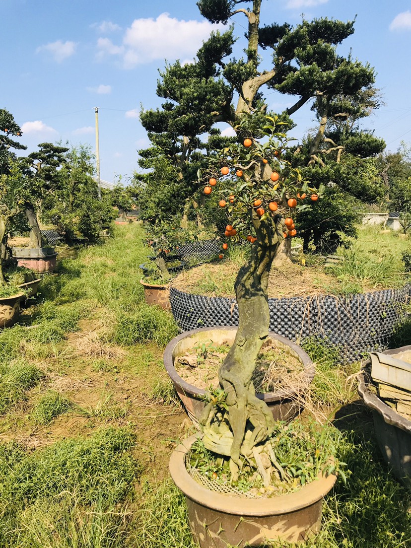 造型金弹子 金弹子造型盆景1号