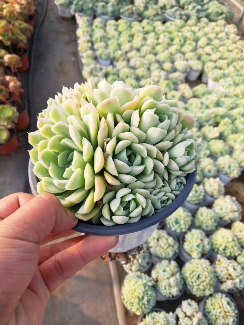 多肉植物 白月影