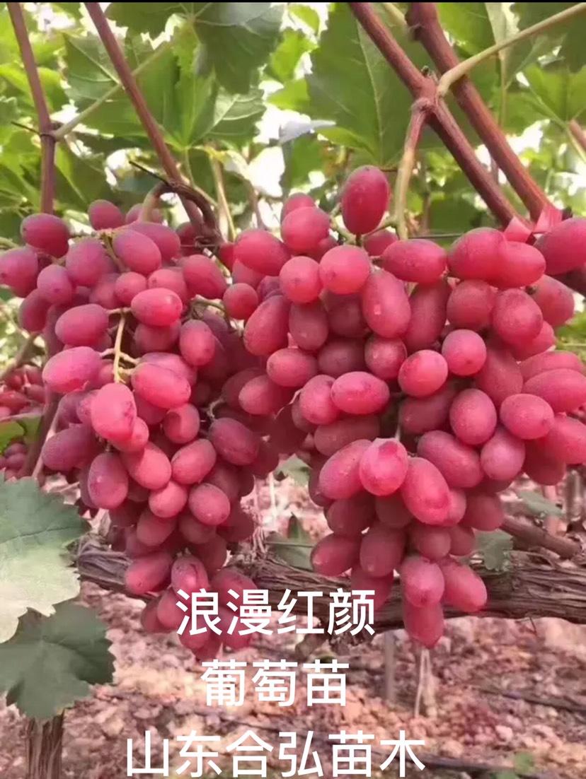 浪漫红颜葡萄苗