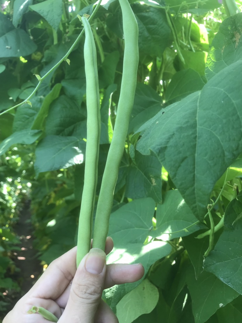 紫花四季豆 精品小金豆