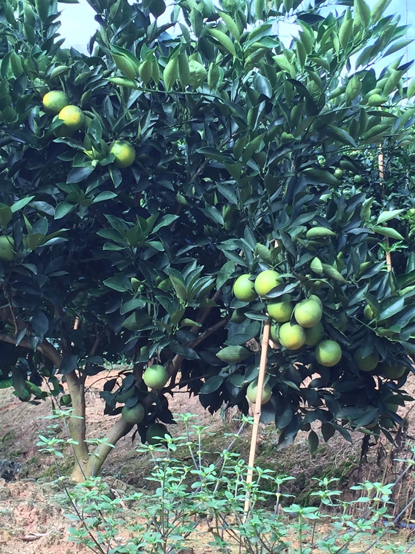 新平哀牢山冰糖橙