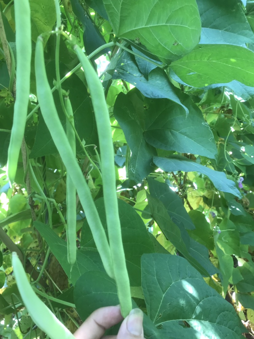 紫花四季豆 精品小金豆