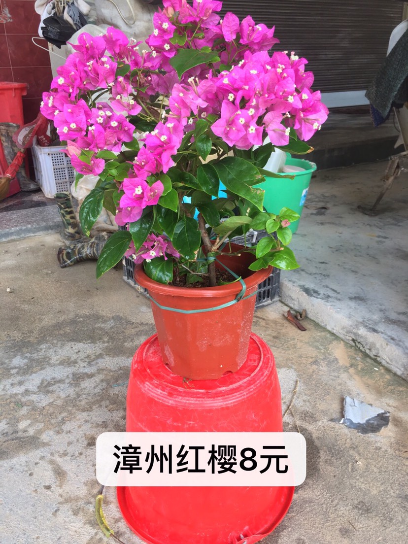 三角梅 漳州红樱 盆苗精品