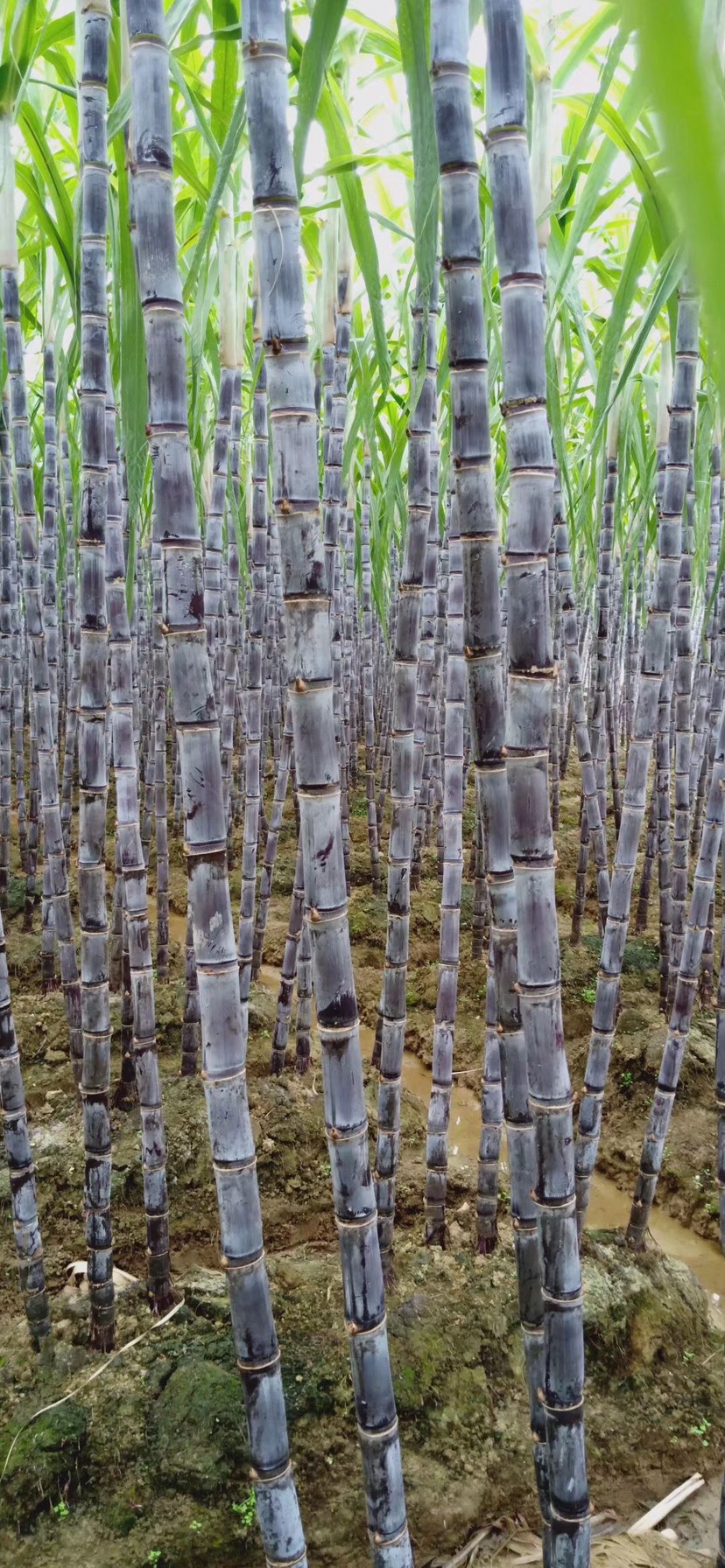 广东省韶关市翁源县,大灰种甘蔗,颜色好,节巴好,粗度够