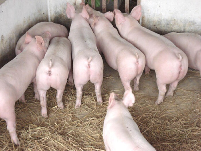 杂交猪高产二元母猪长白母猪约克母猪产仔多耐粗糙性好