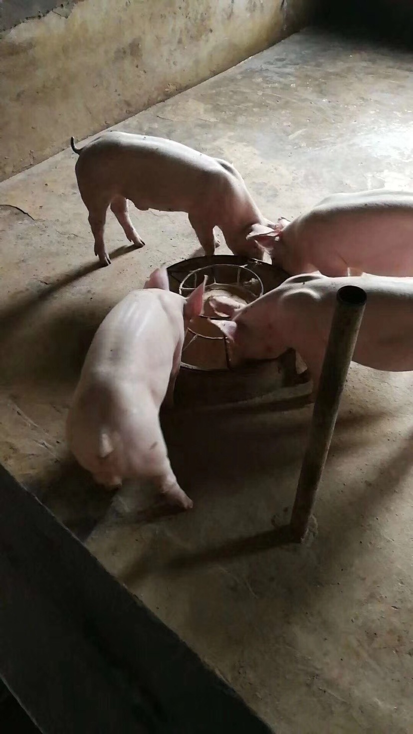 [长白猪批发] 原种高产长白母猪约克母猪二元母猪防疫