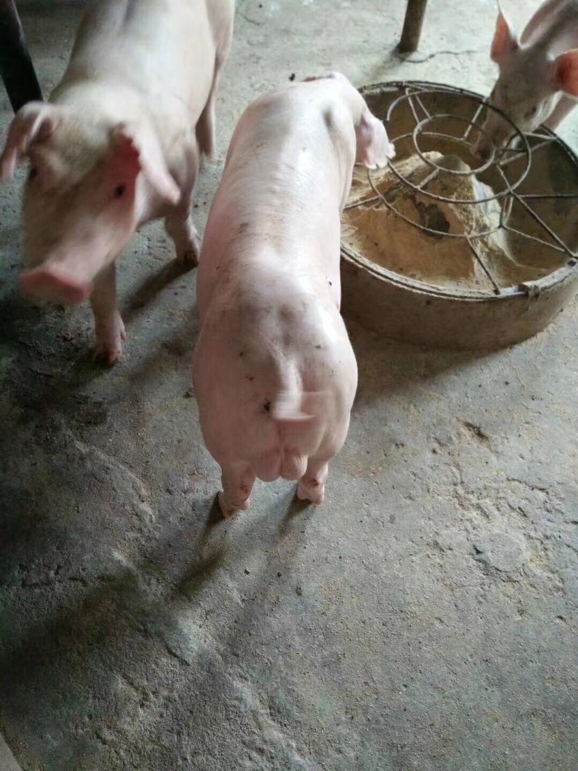 健康高产太湖母猪苏太母猪长白母猪约克母猪杜洛克母猪活体