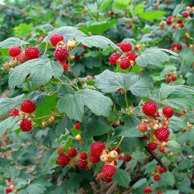 树草莓当年结果南方北方树莓苗阳台盆栽室内四季红树莓种植水果