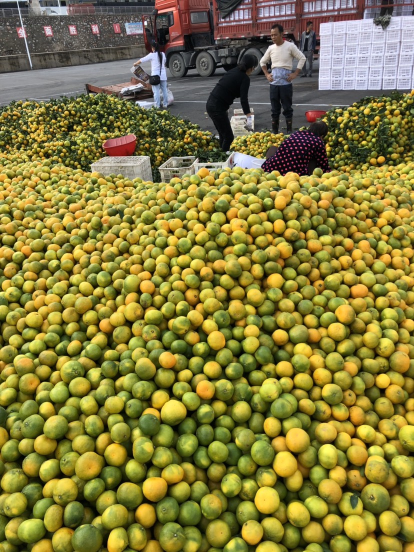 现货湖北丹江口蜜桔已经大量上市