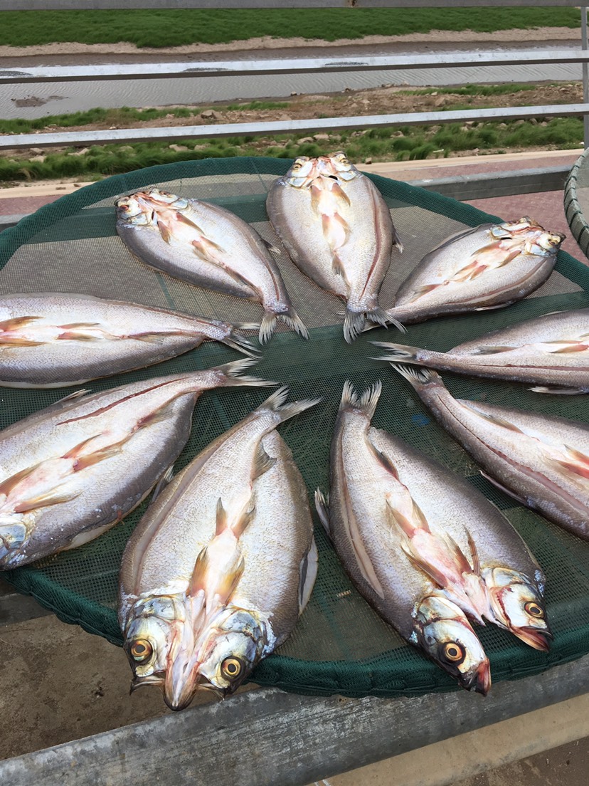 风干鱼 洞庭湖野生风干翘嘴鱼
