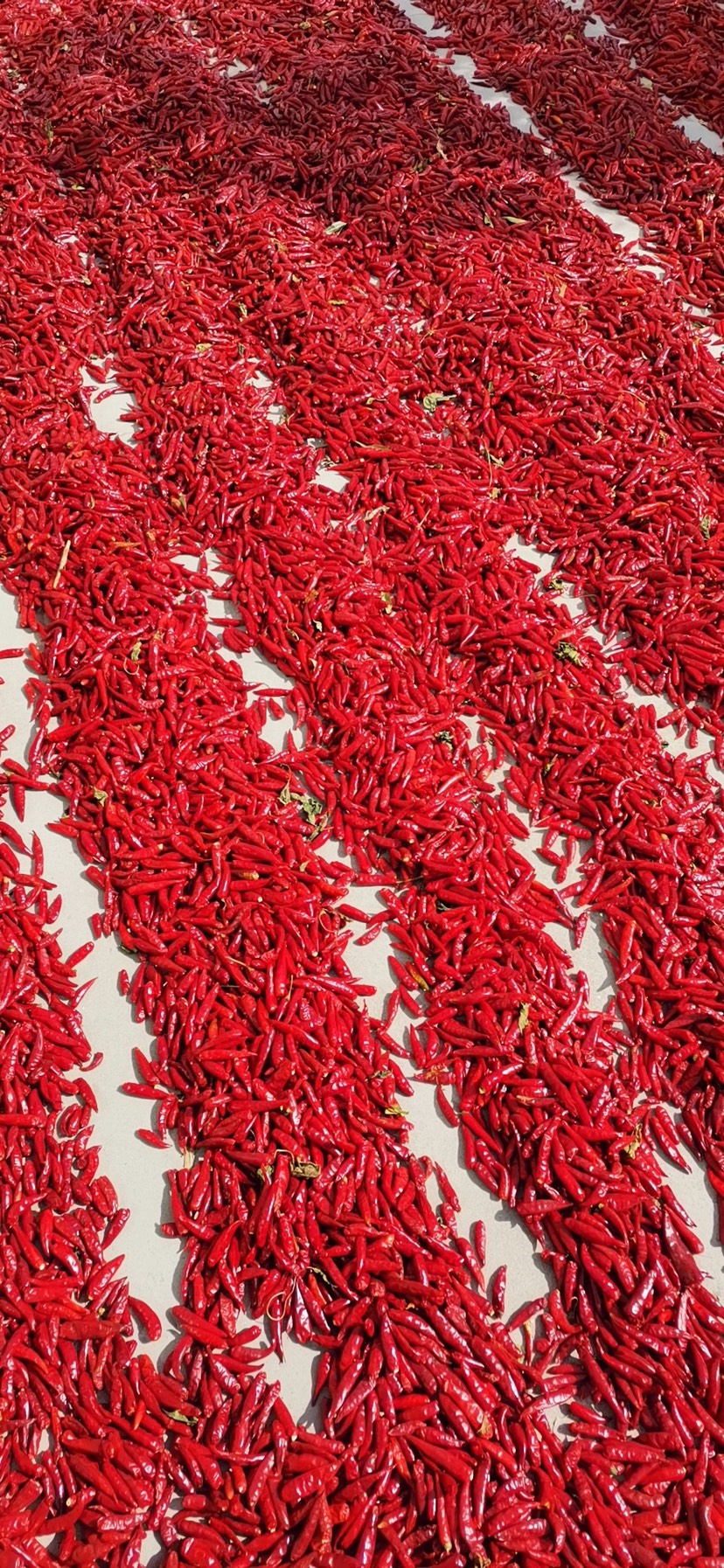 红椒 长度:5~10cm 辣度:中辣 颜色:红色          东北种植红辣椒