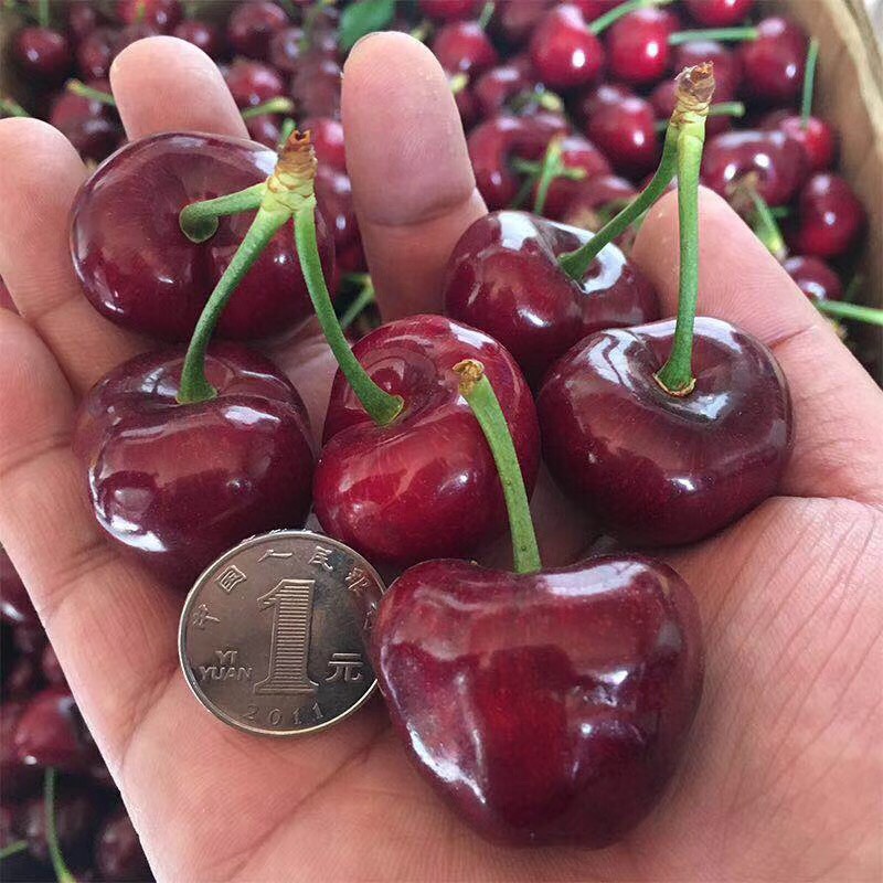 布鲁克斯樱桃树苗拉宾斯布兰瑞克南北方种植脱毒矮化品种