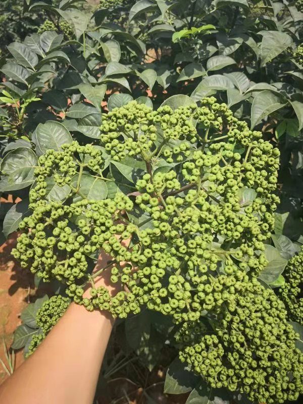 中花吴茱萸苗 陕西安康吴茱萸苗基地 江西中花吴茱萸苗