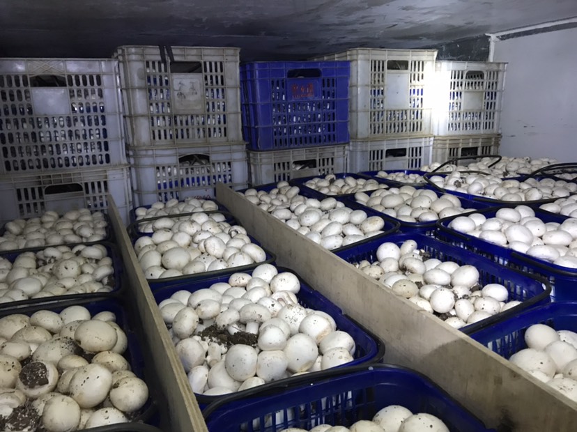 双孢菇基地直供