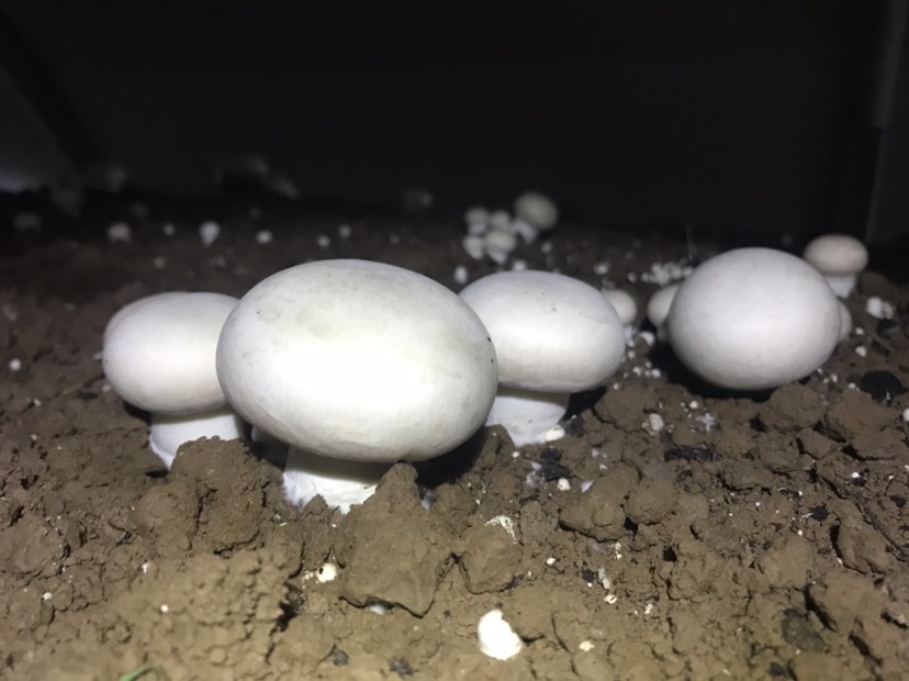 双孢菇 2cm~4cm 未开伞 厚盖菇