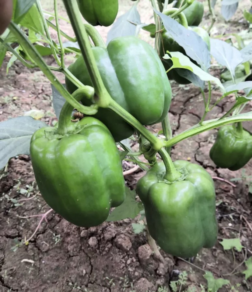 供应大厅  蔬菜 辣椒  商家 身份认证: 经营模式:种植户/种植企业