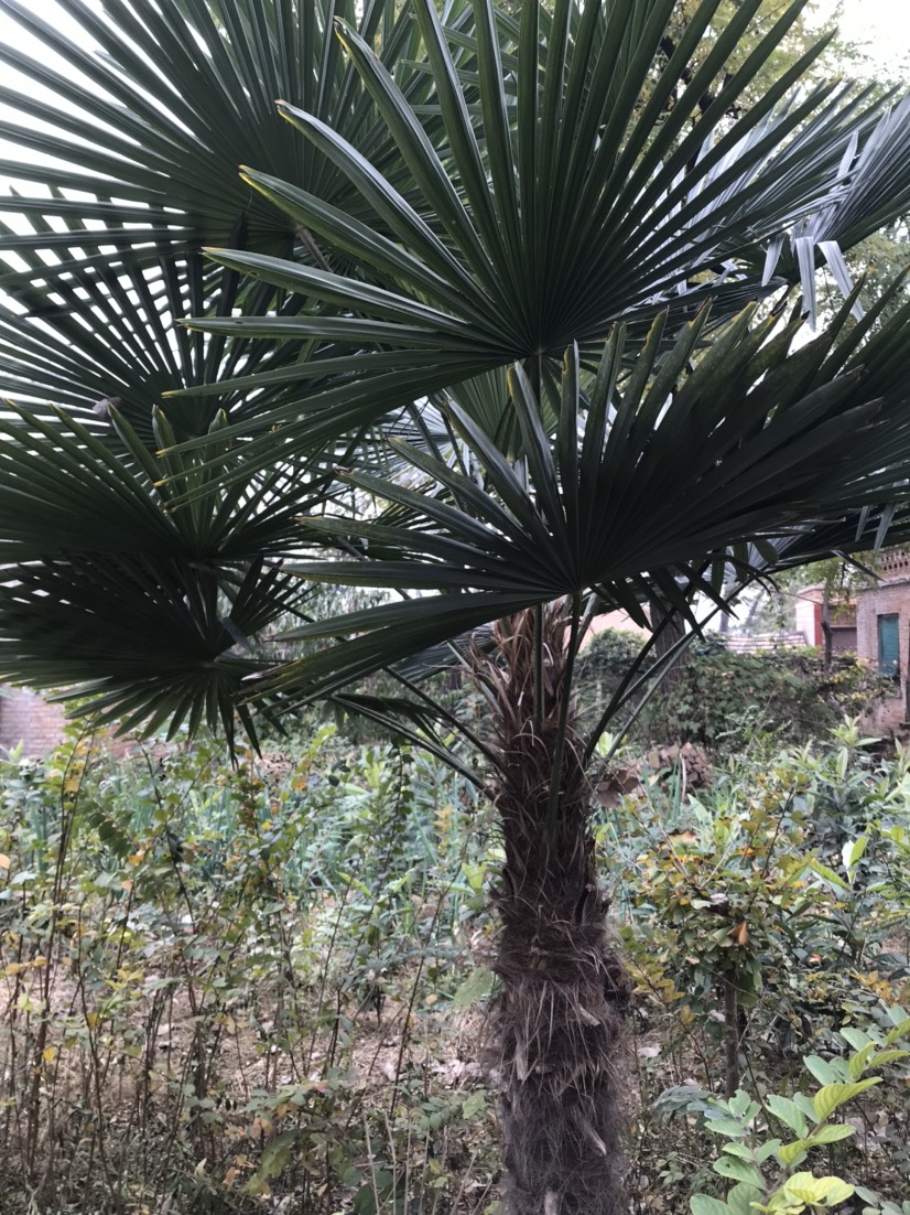 造型棕榈树 长青棕榈,美院美景.