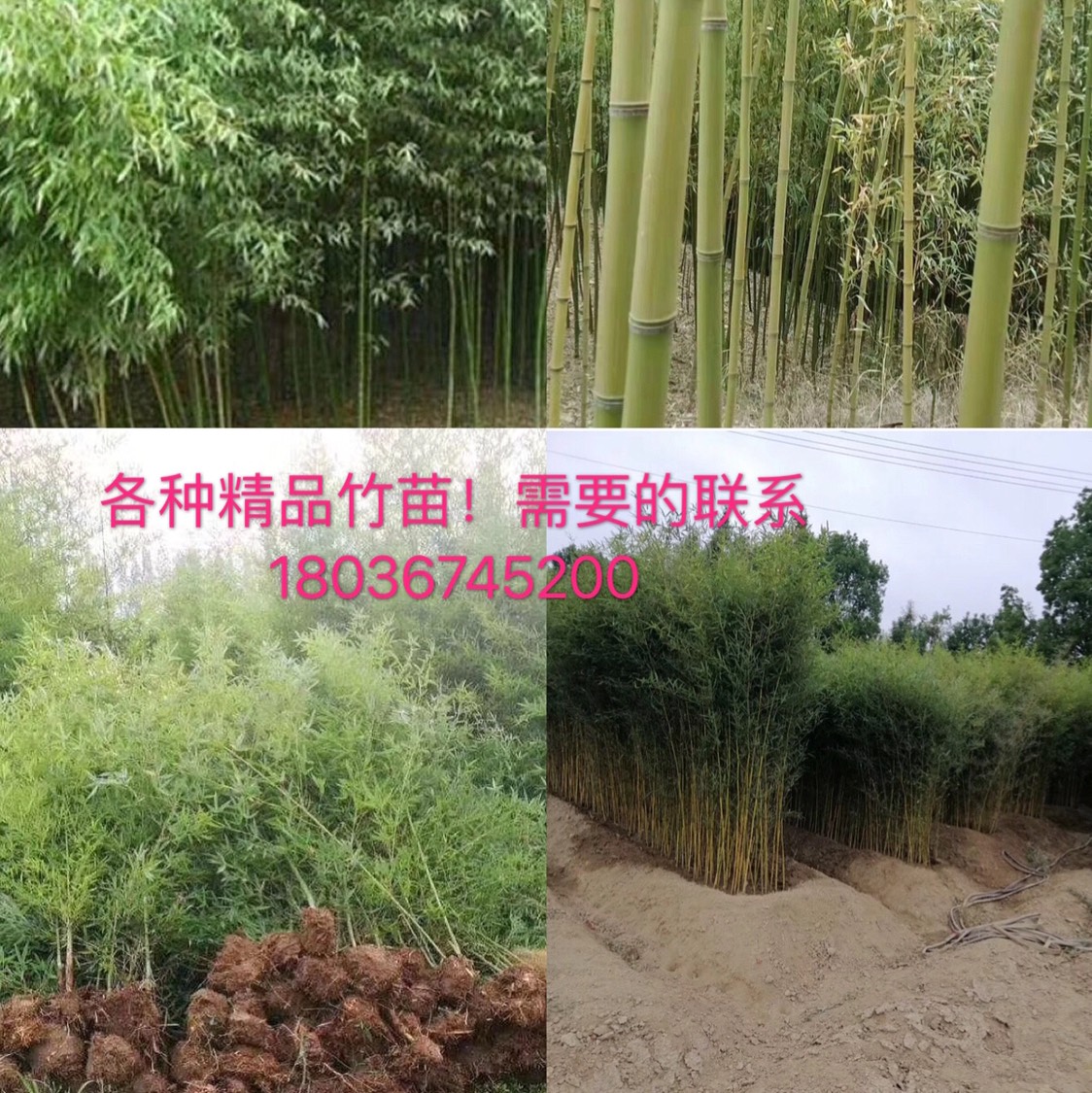 [青皮竹苗批发]青皮竹苗 大量移栽杯苗出售!价格1元