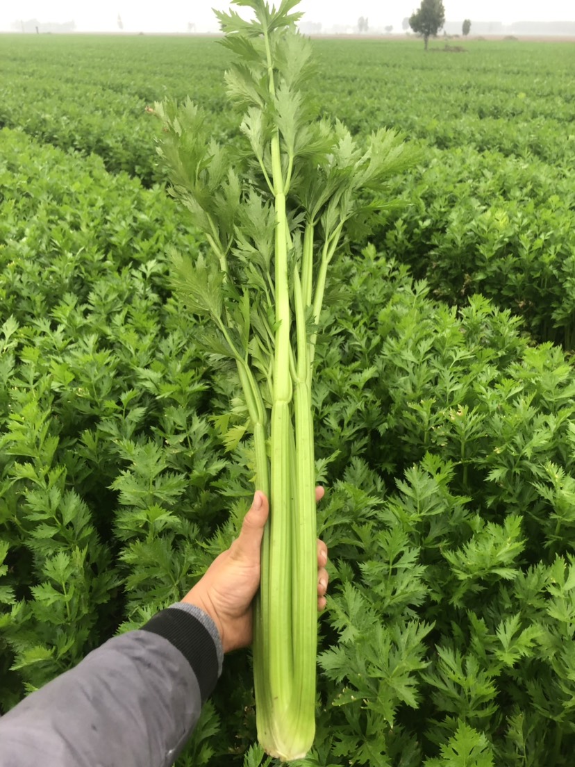 西芹 法国皇后 芹菜 大量出售中