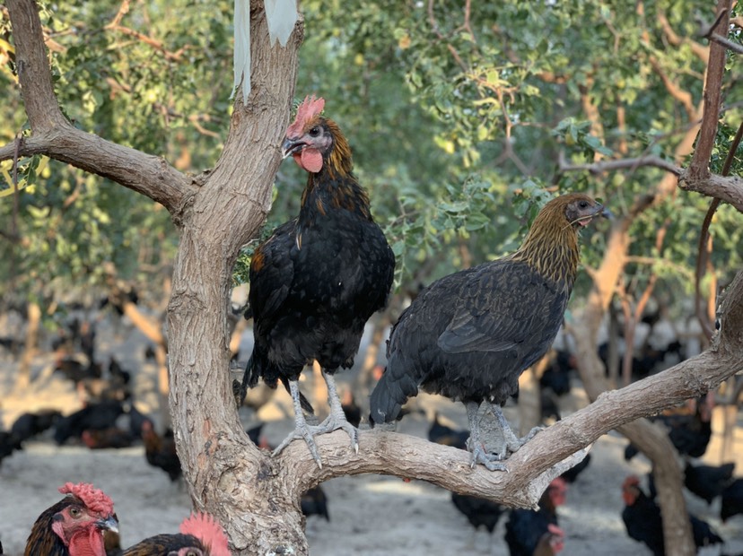 火洲吐鲁番枣园里的拜城油鸡