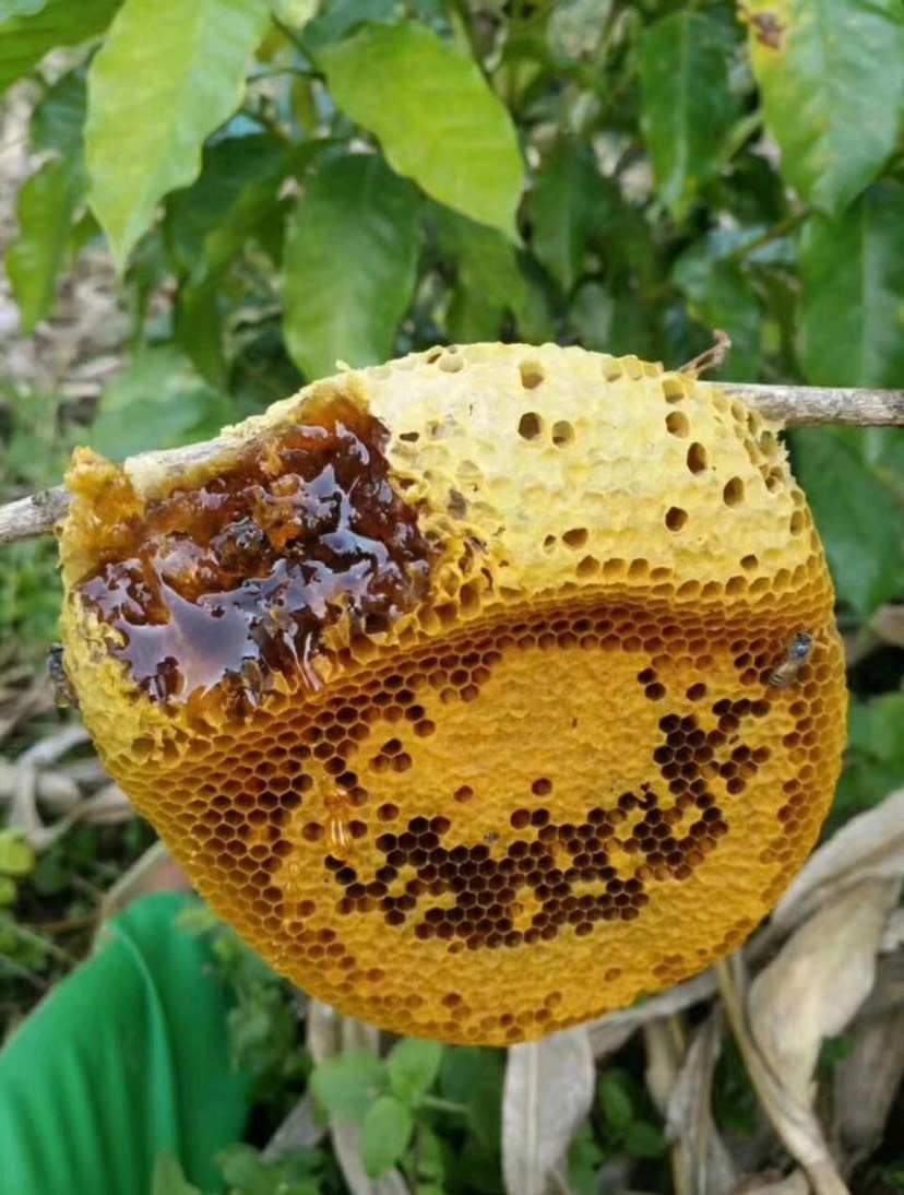 生灌木草蜂 蜂蜜