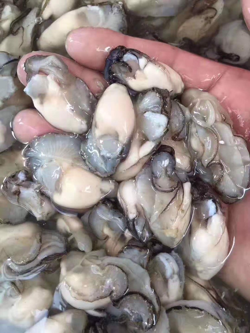 广东汕头澄海区 汫洲新鲜生蚝鲜活带壳牡蛎海鲜烧烤