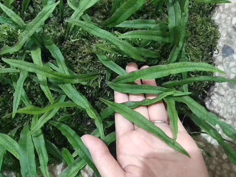 精选特级生化石草500克包邮