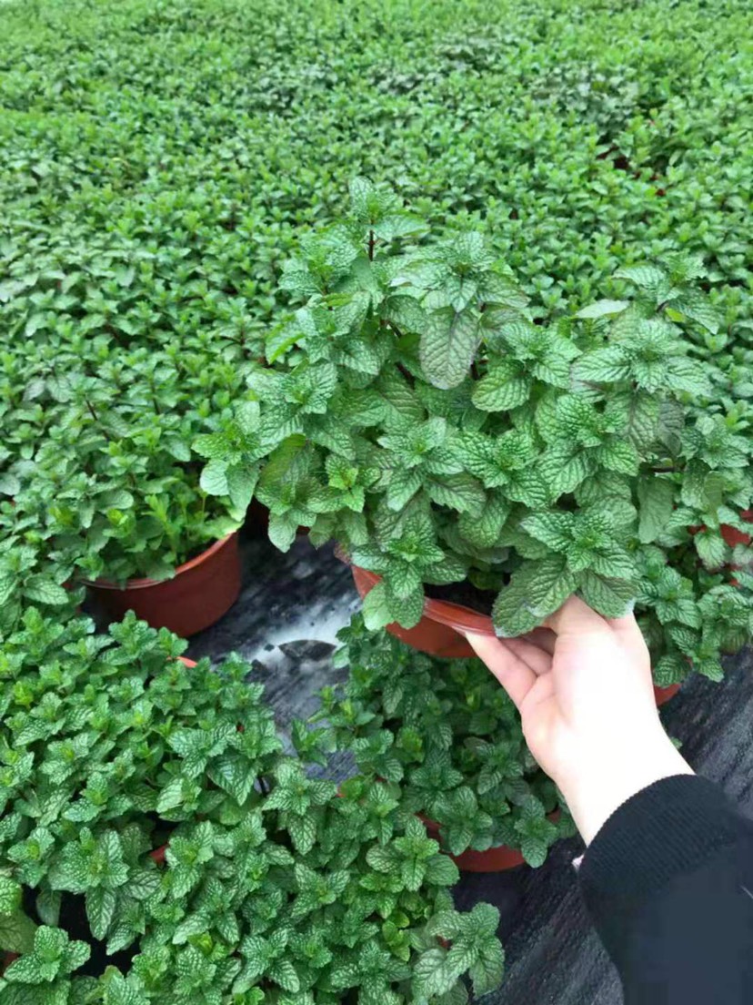 薄荷盆栽 薄荷纯天然无污染野生薄荷,水芹菜种苗