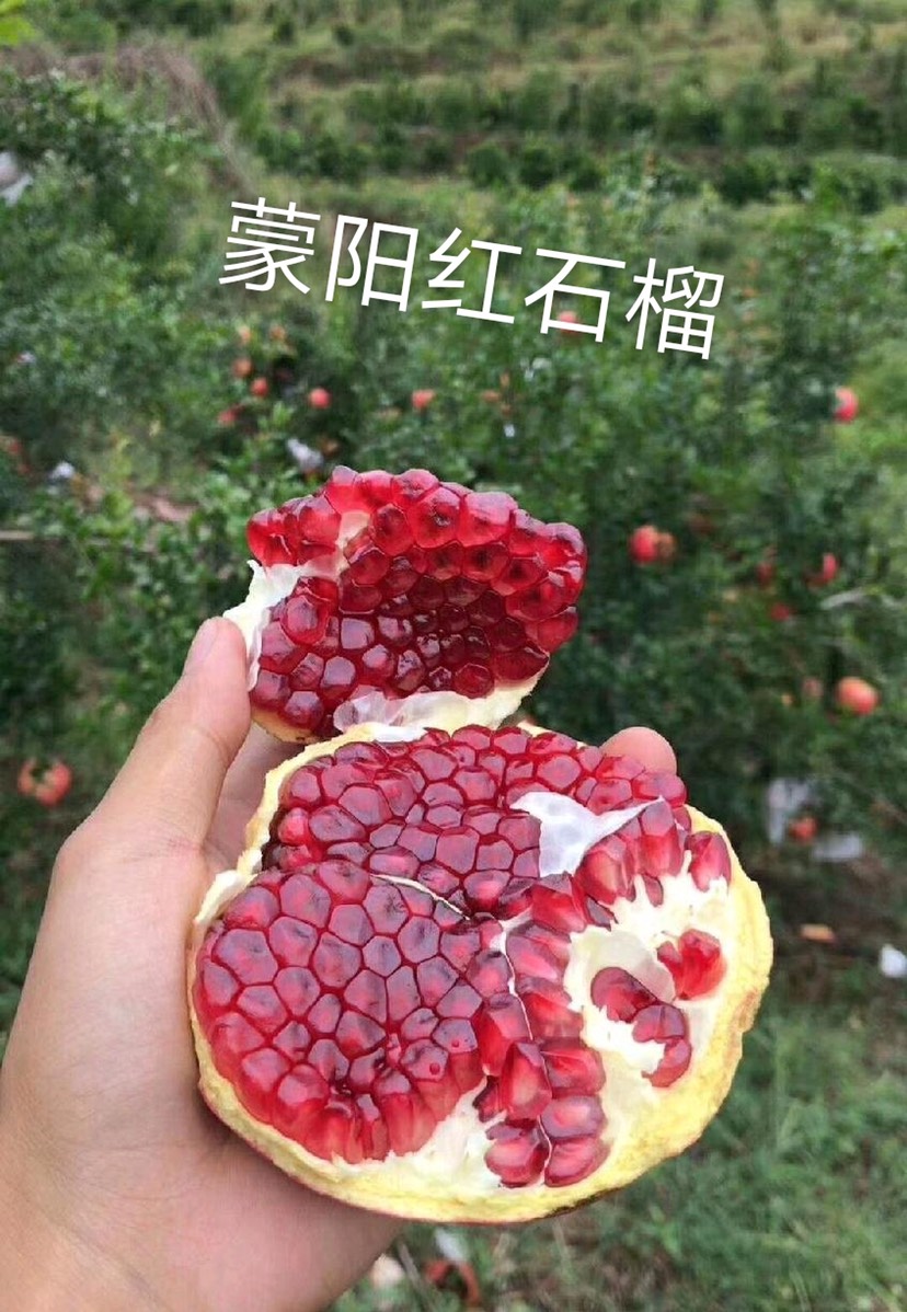 石榴树苗,蒙阳红石榴树苗,盆栽地栽当年结果