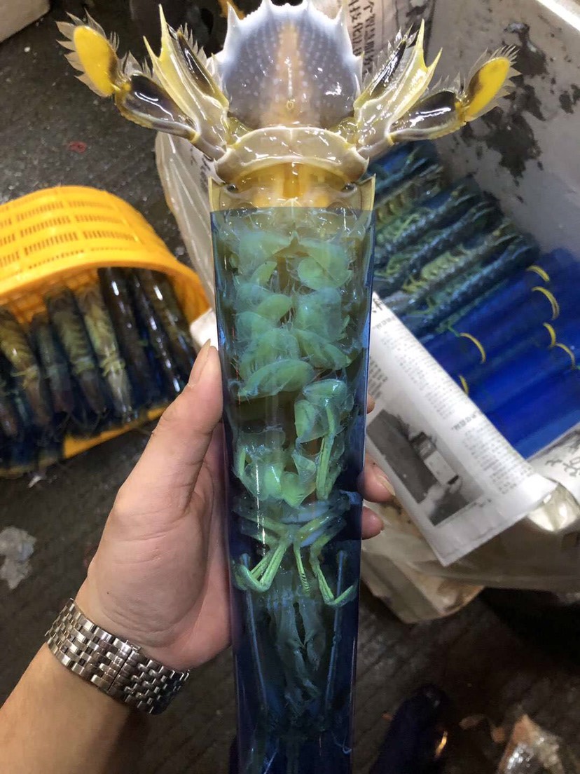 泰国皮皮虾爬爬虾特大富贵虾虾姑 鲜活时价