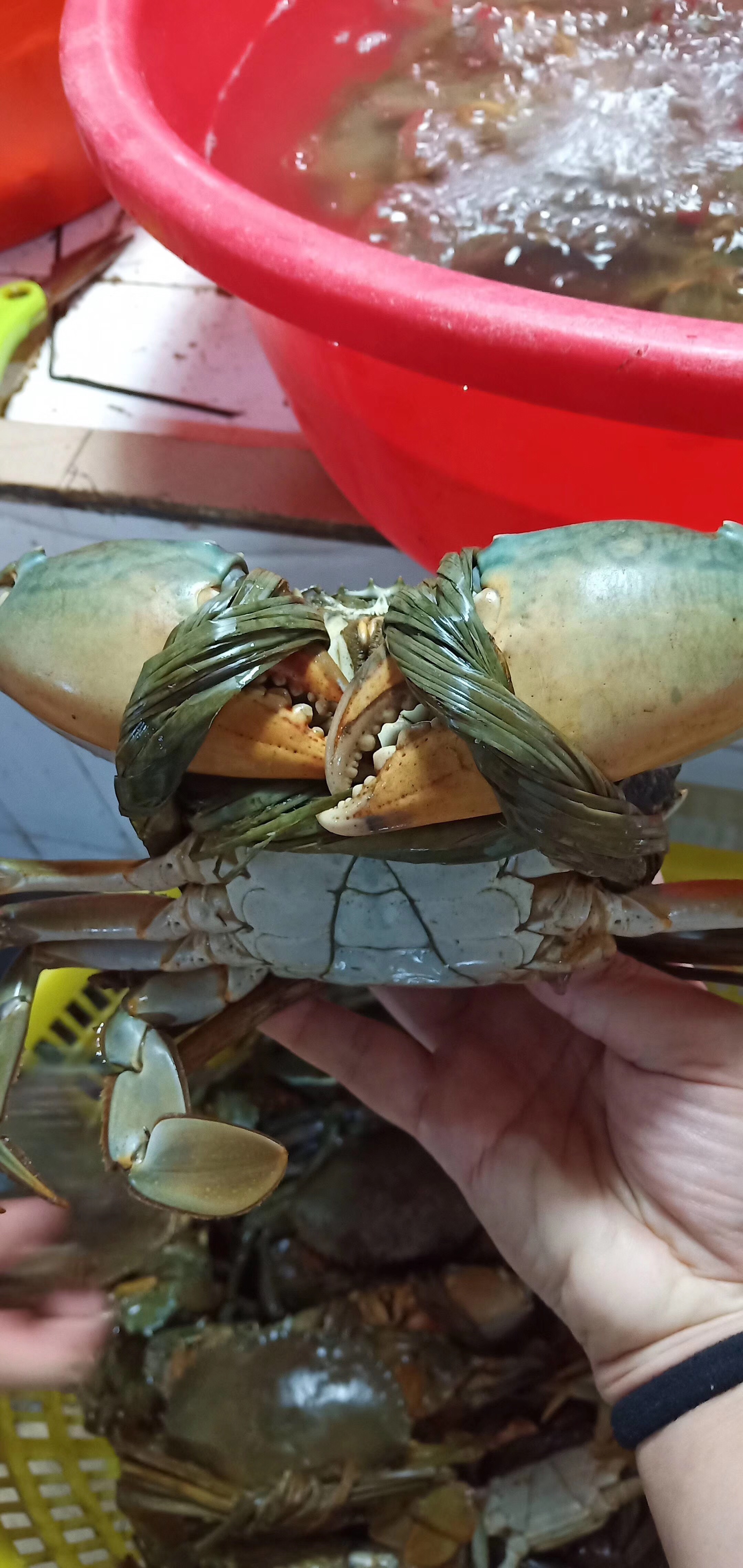 青蟹 肉蟹