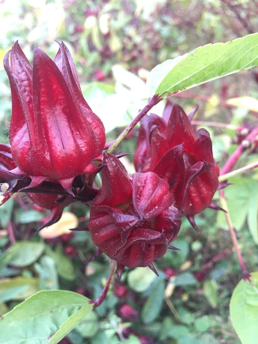 洛神花茶 洛神花红桃k新鲜玫瑰茄