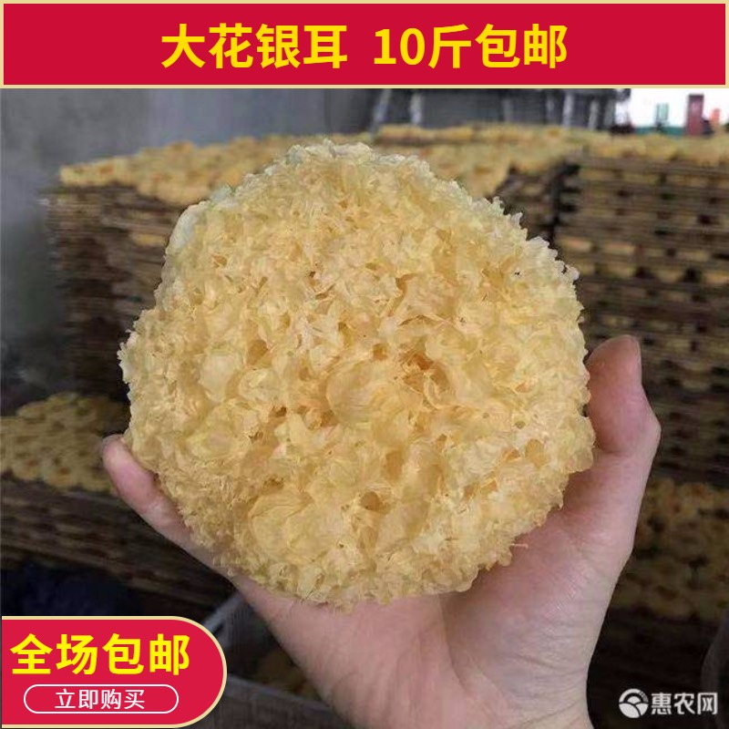 福建宁德古田县 菌味美古田大花银耳 无硫白木耳 好吃易糯500g