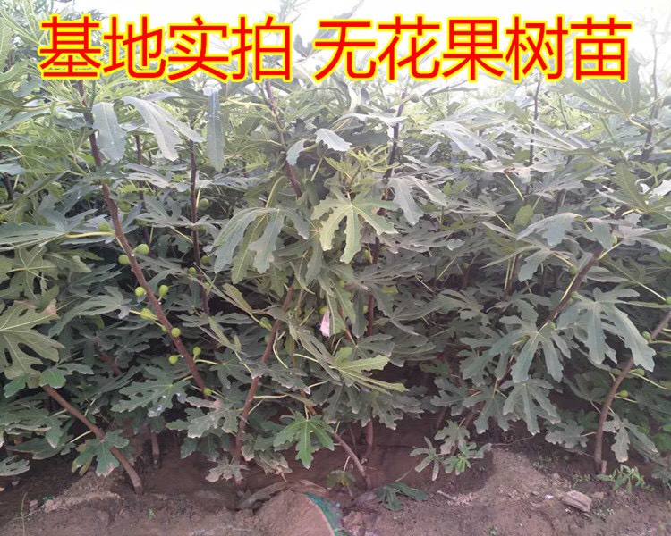 日本紫果无花果苗 可盆栽可地载 基地直销 现挖现卖包成活