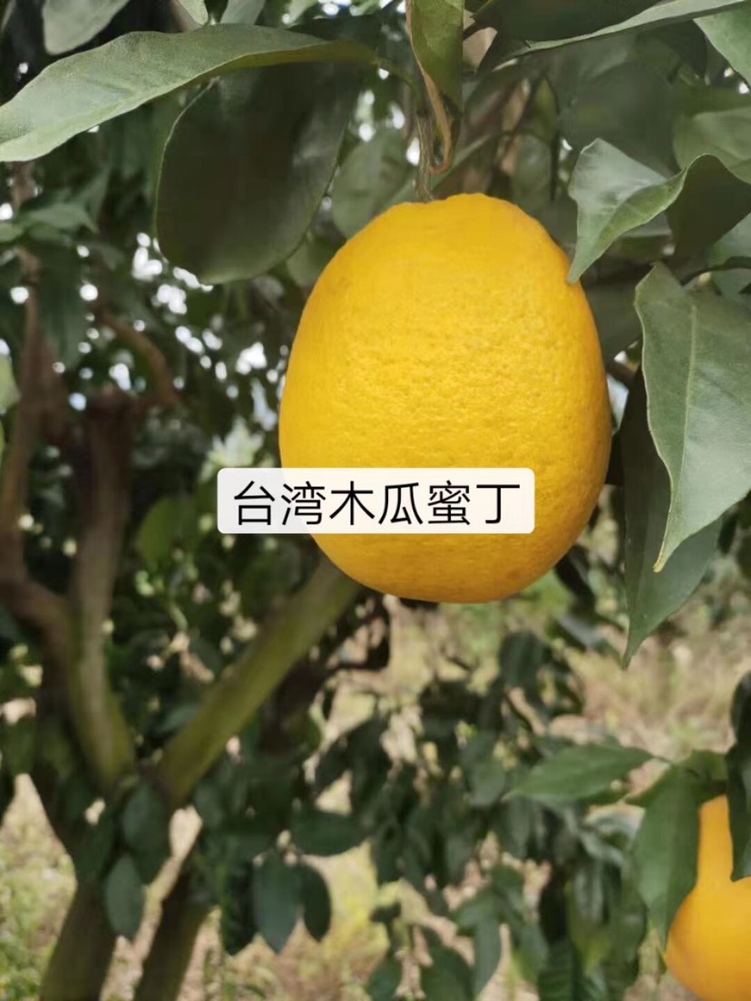 脐橙树苗 台湾木瓜蜜丁苗