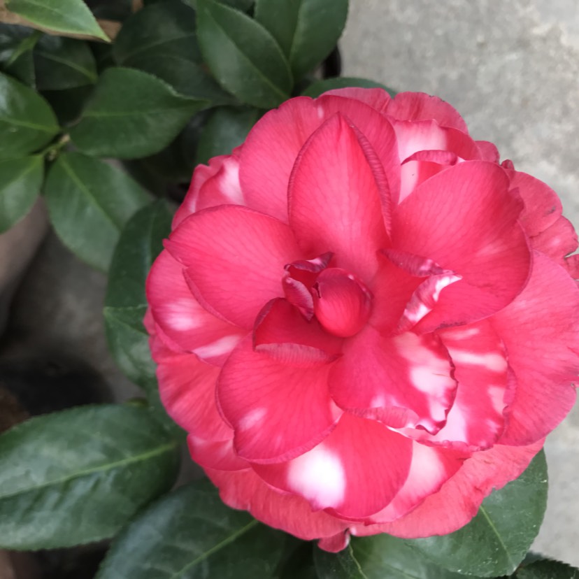青叶贝拉大玫瑰茶花苗花卉批发
