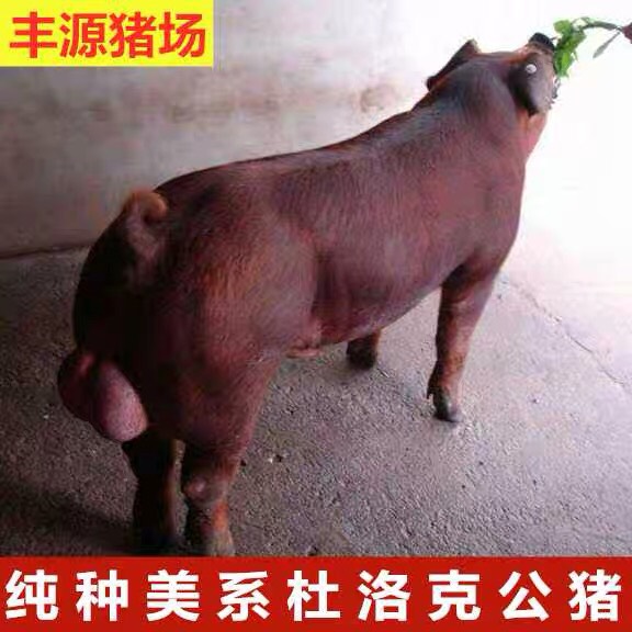 二元仔猪 原种太湖母猪杜洛克种公猪二元母猪长白大约克30斤