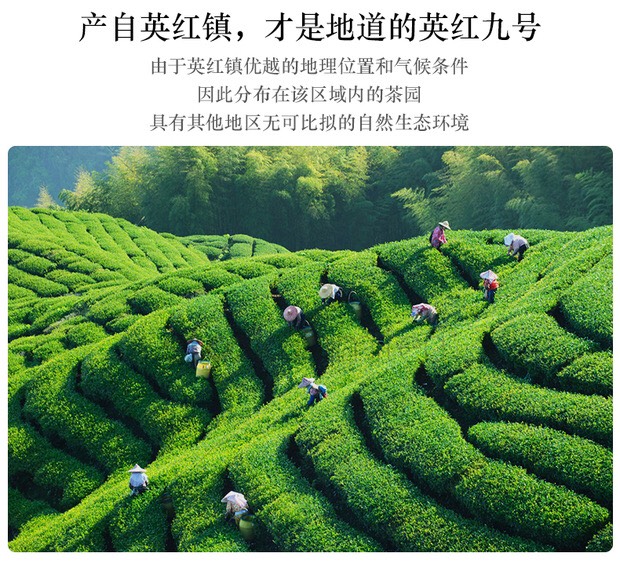 红茶生态茶园厂家直销英红九号,红茶,118元三礼罐包邮