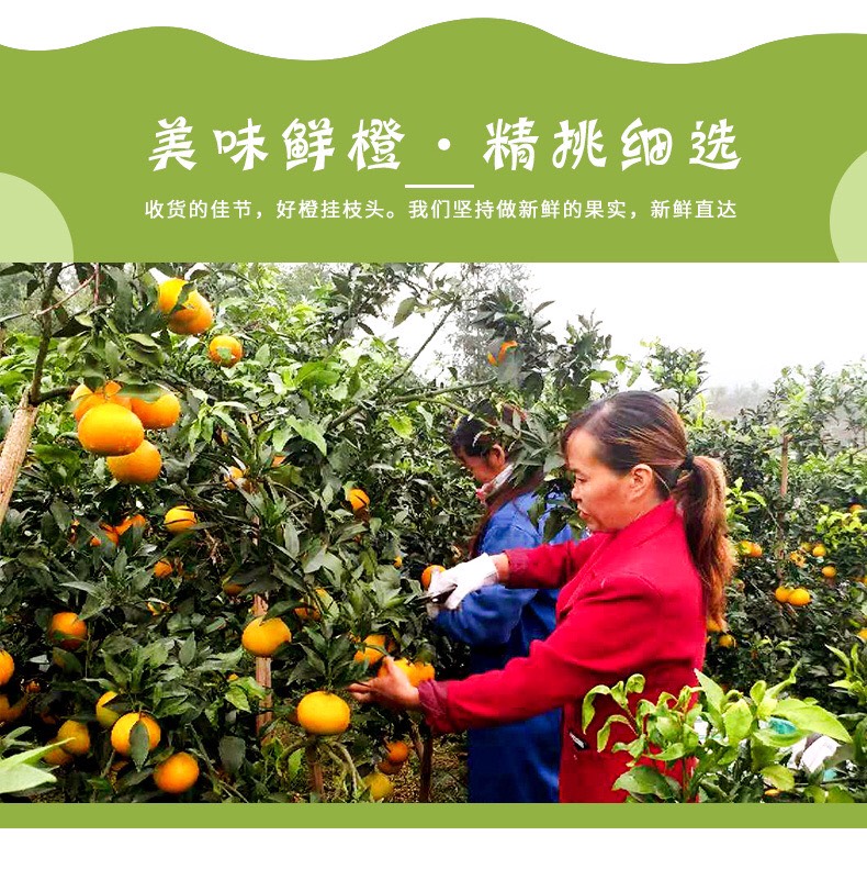 爱媛38号柑桔 爱媛高级次果