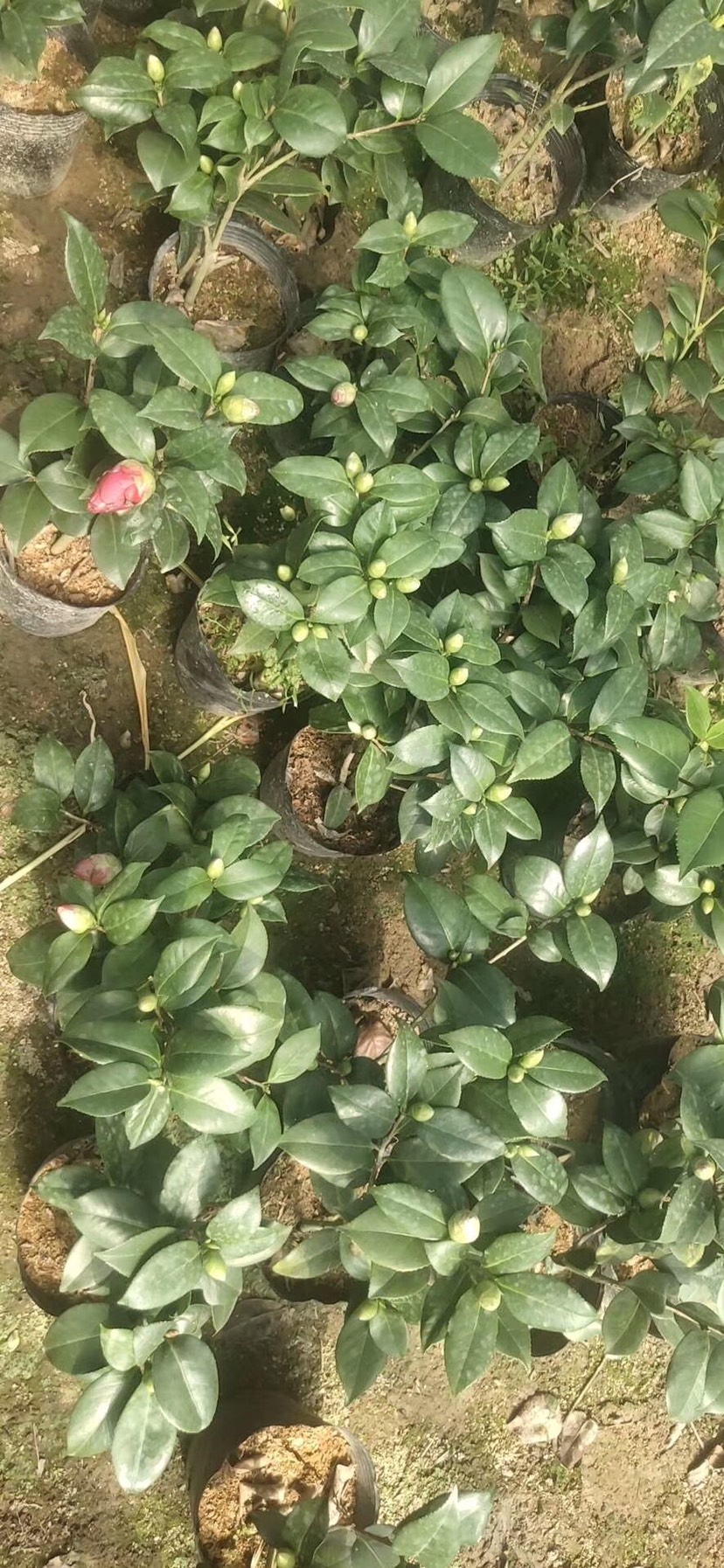 青叶贝拉茶花 花期长花量大 基地直供带花苞原土原杯发货