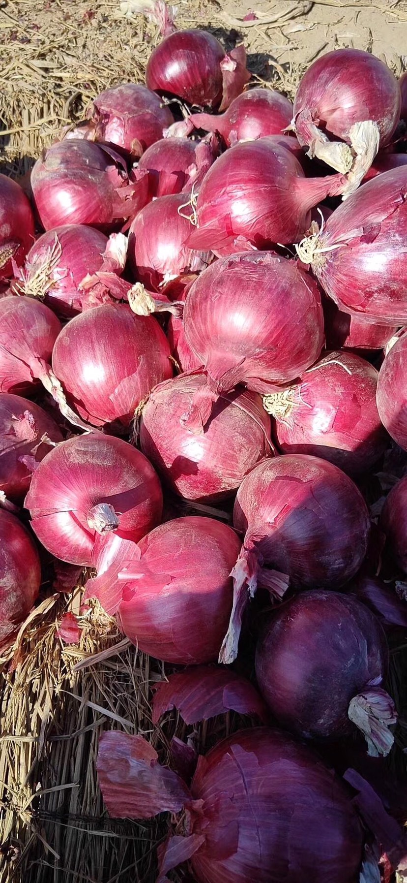 供应大厅  蔬菜 洋葱  商品属性 品种名:红皮洋葱 品种名:红皮洋葱