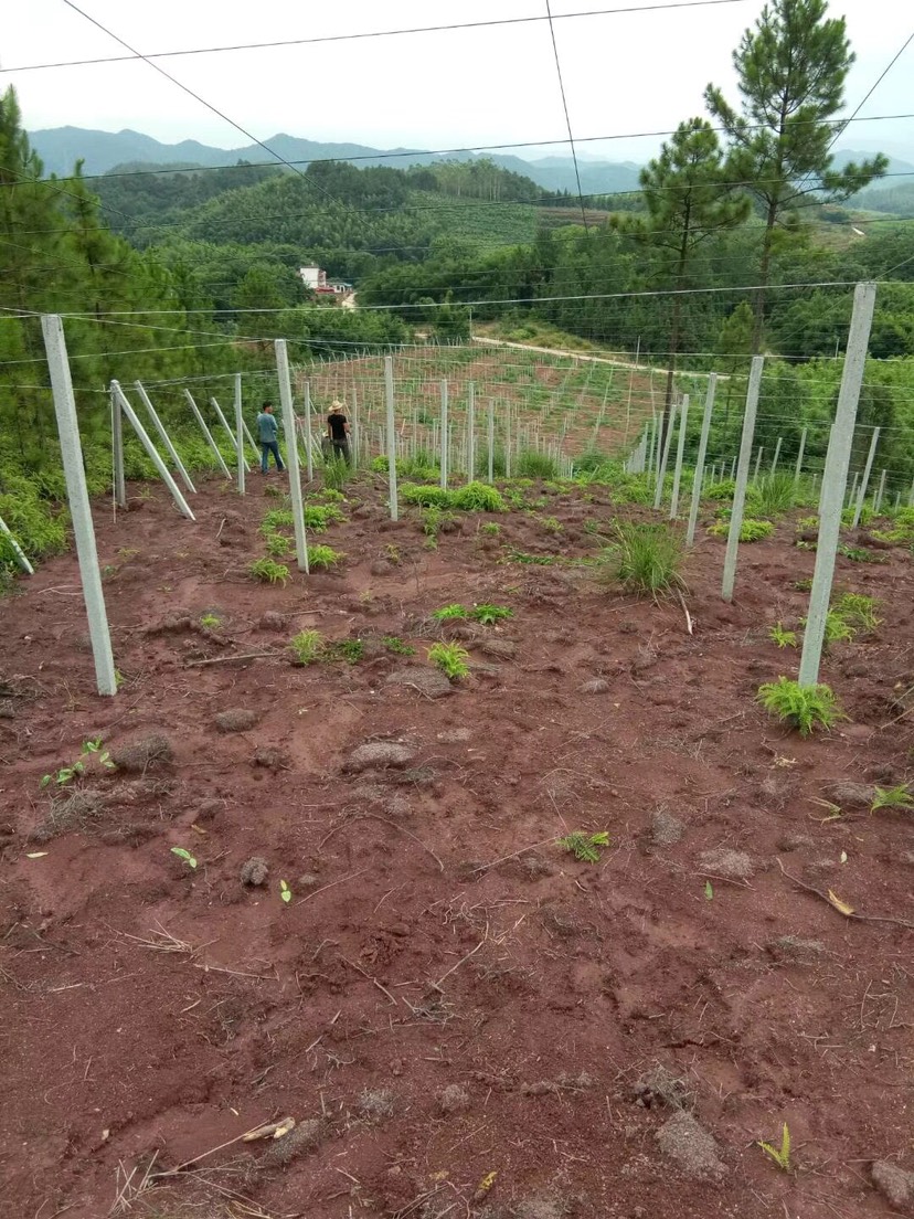 立柱空心管苗木辣椒花卉立杆扶持杆苗木神器厂家批发定制