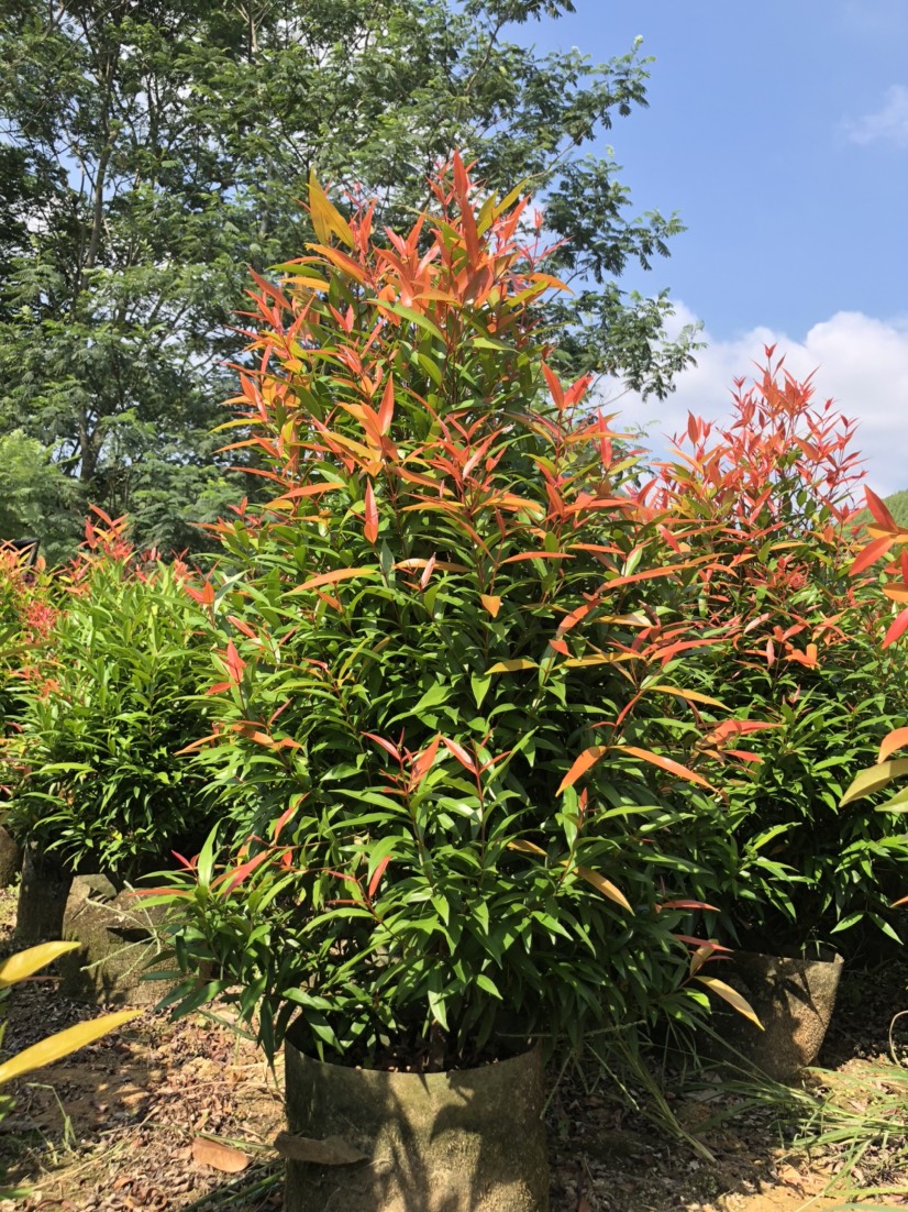 红车,红枝蒲桃60-100cm美植袋布袋