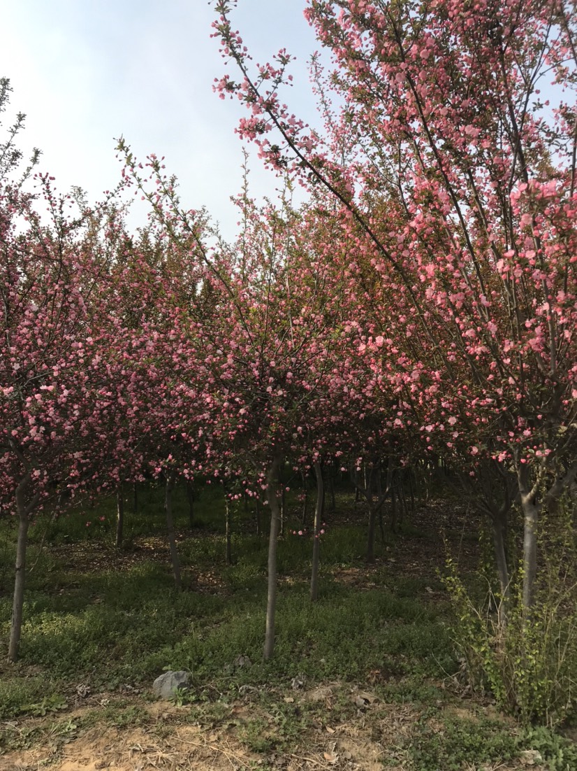 芭蕾苹果树苗舞美海棠花盆栽地栽耐寒树苗高产量包售后放心苗