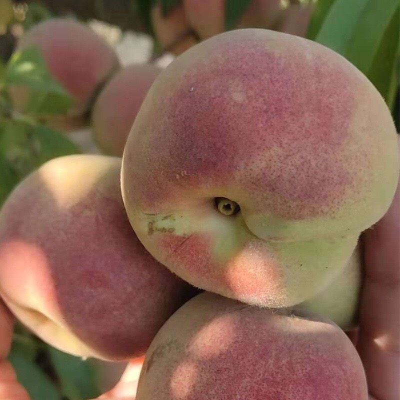 毛桃