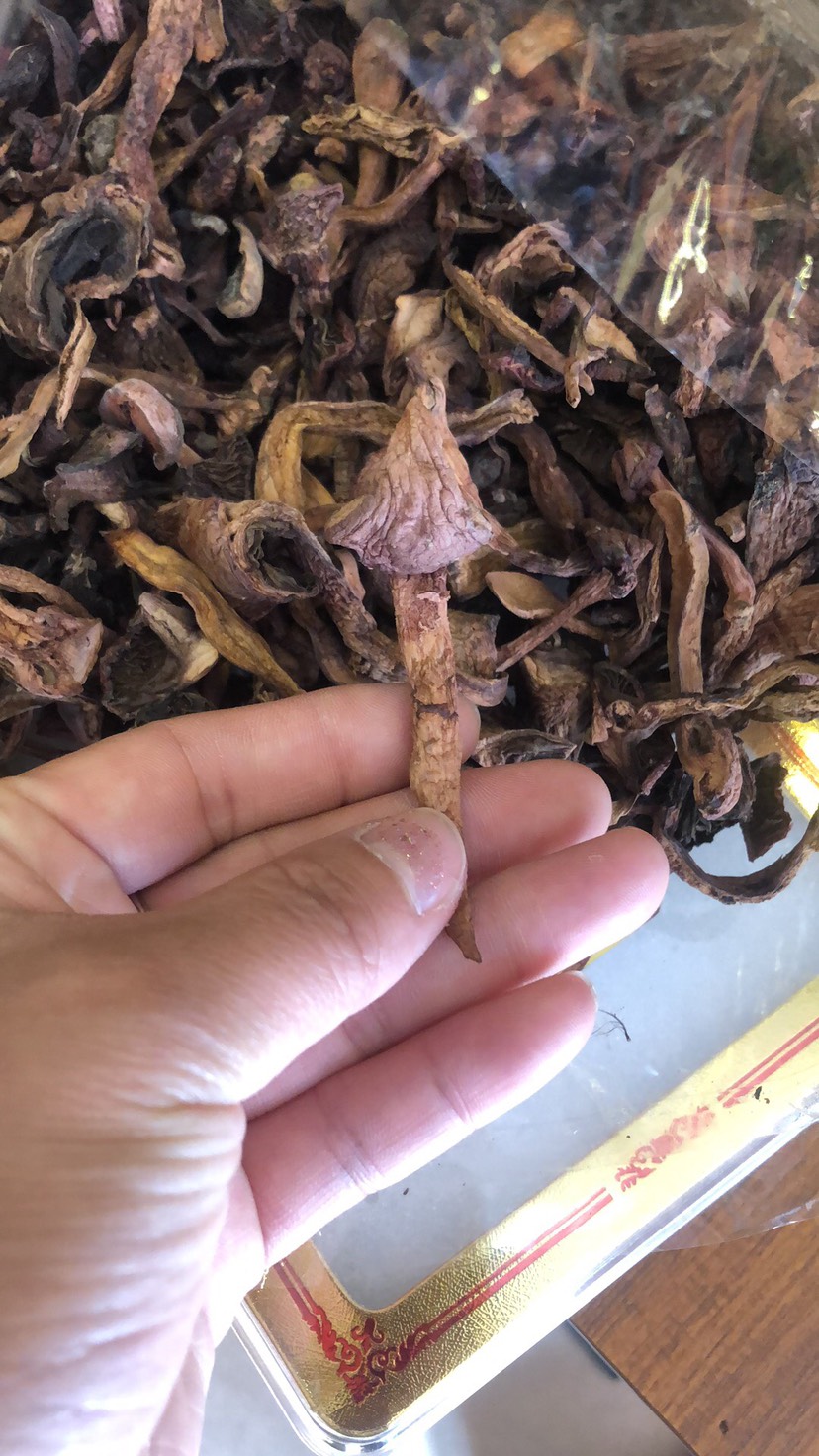 红蘑也叫松树伞